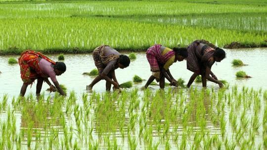 India Slashes Basmati Rice Export Prices to Boost Sales