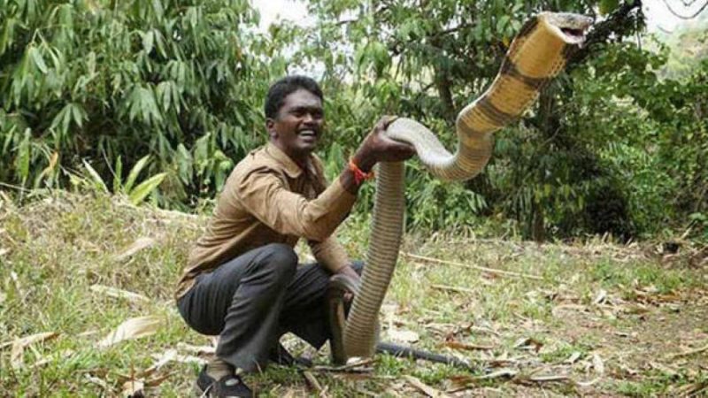 വാവ സുരേഷിന് ഇനി ധൈര്യമായി പാമ്പ് പിടിക്കാം; ലൈസന്‍സ് നല്‍കി സര്‍ക്കാര്‍